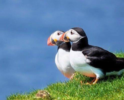 Puffins sharing some sunshine