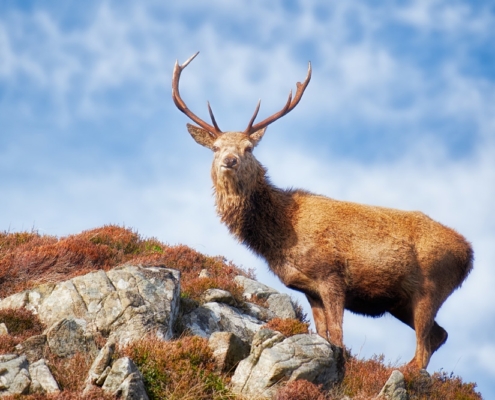 Red Deer near Campsite