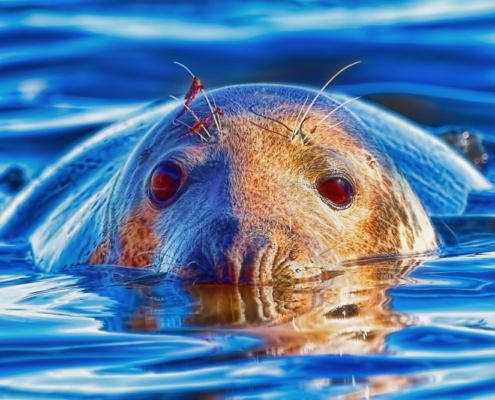 Closeup of Seal